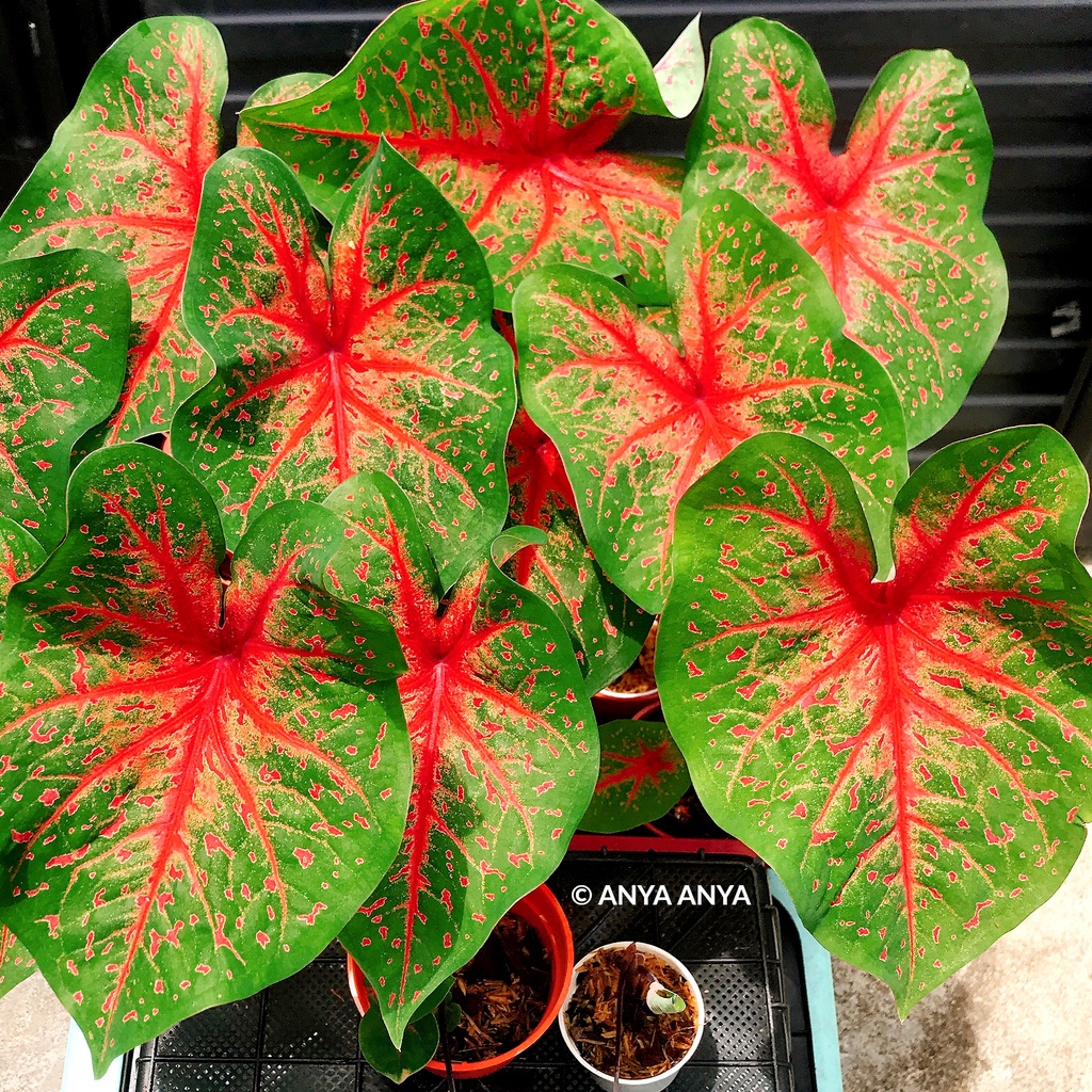 DELIMA MERAH Keladi MURAH Pokok Anak Ubi Caladium CHEAP Plant Bulb