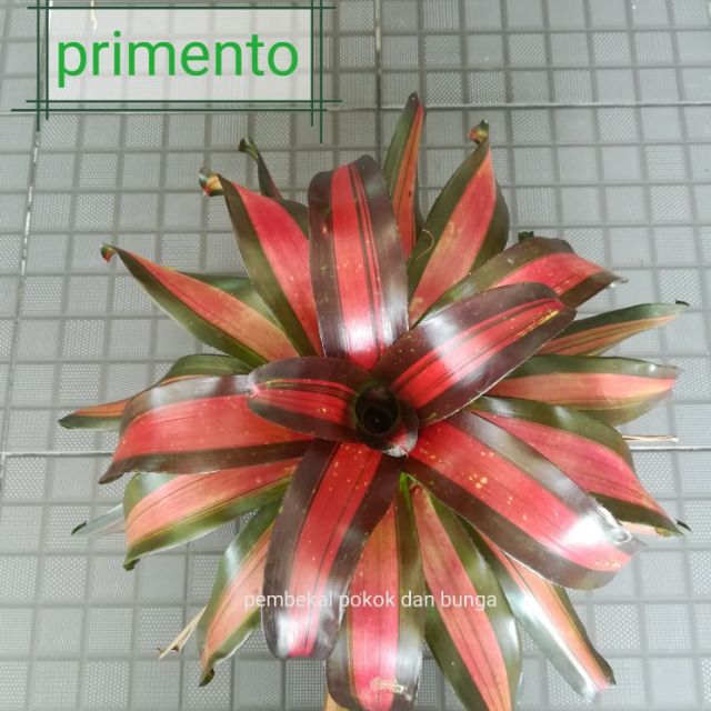 Pokok hiasan bromeliad pokok nenas hiasan decorative Pokok hiasan bromeliad pokok nenas hiasan decorative