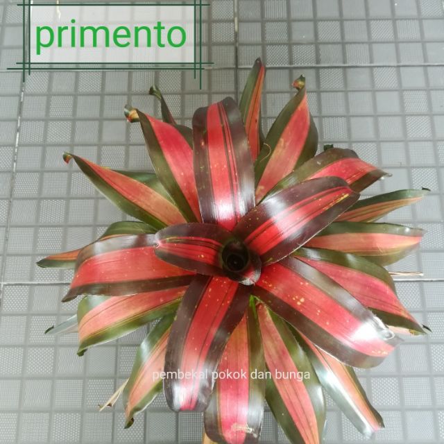 Pokok hiasan  bromeliad pokok nenas hiasan decorative  