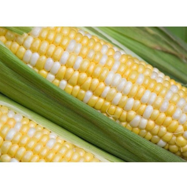 Buy Cameron Jagung Mutiara Pearl Corn Grade A B 3 5 Pcs Seetracker Malaysia