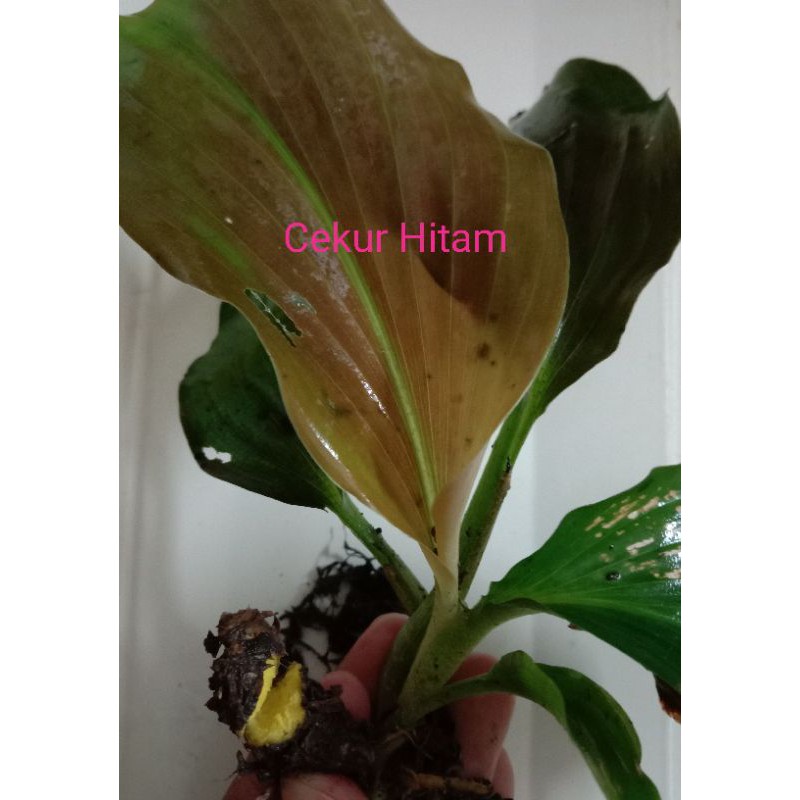 Anak Pokok Cekur Hitam
