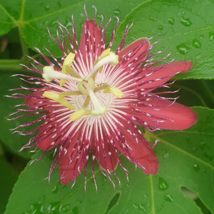 Red Passionflower Passiflora Lady Margaret Ornamenral Live Plant