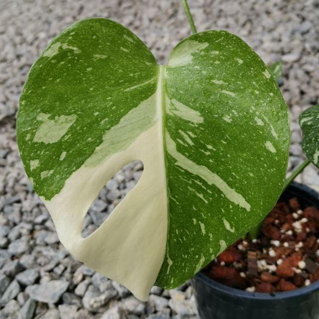 Monstera Deliciosa Thai Constellation Variegated Shopee Malaysia