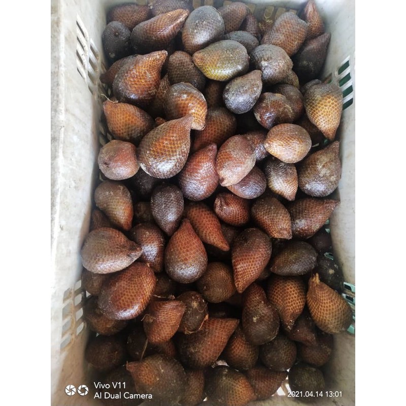 Buy Buah Salak Madu Segar Seetracker Malaysia