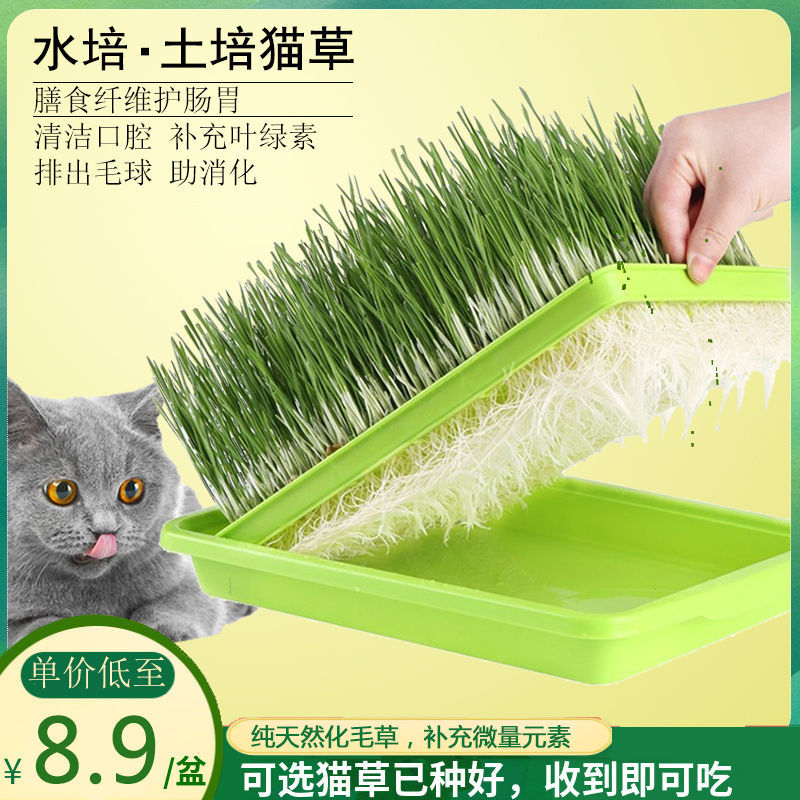 猫草种子水培猫薄荷猫零食除毛球化毛膏土培猫草种籽套装猫咪用品 Shopee Malaysia