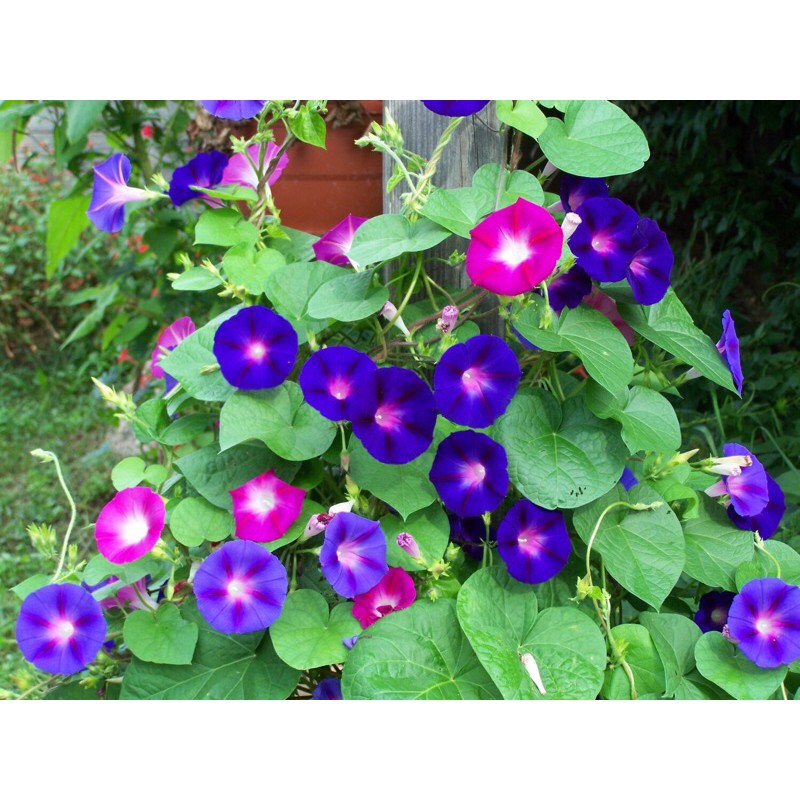 Buy Morning Glory Seeds Bunga Seri Pagi Mix Seeds Seetracker Malaysia