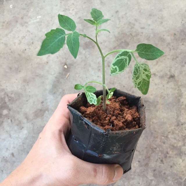 Anak Pokok Tomato 7 10cm Tomato Plant Anak Pokok Cili Cekur Pandan Daun Sup Dayak Bayam Brazil Limau Belacan Shopee Malaysia