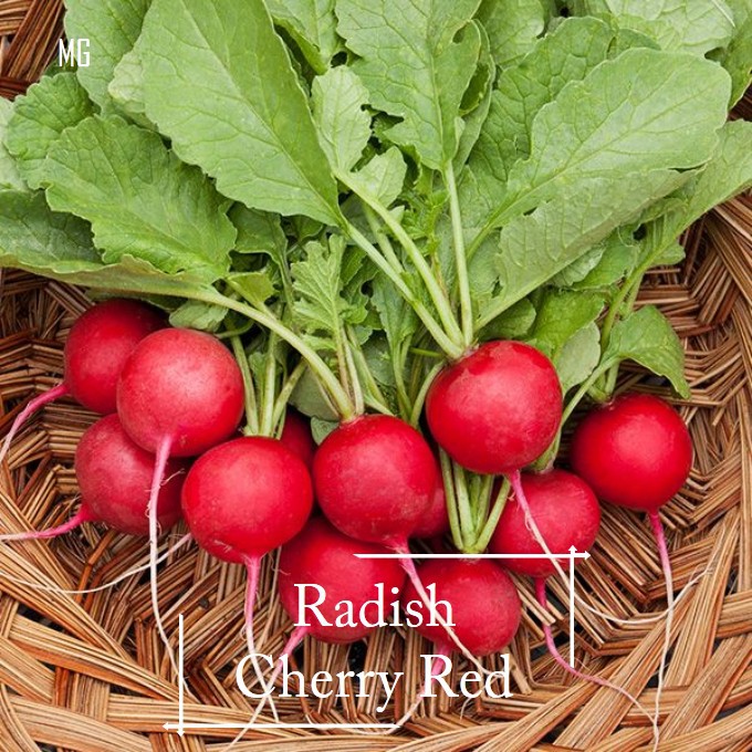 Cherry Radish Seeds 200 Seed Pot Friendly Mango Garden Shopee Malaysia