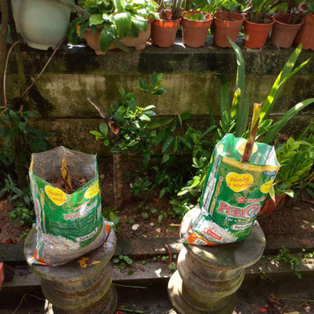  Anak pokok pisang emas Shopee Malaysia