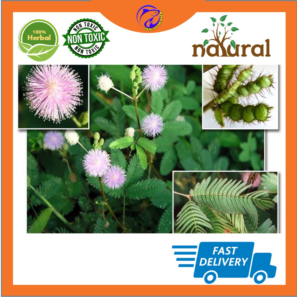 Pokok Dan Akar Pokok Semalu Rawat Batu Karang Dan Buah Pinggang 50gm Shopee Malaysia