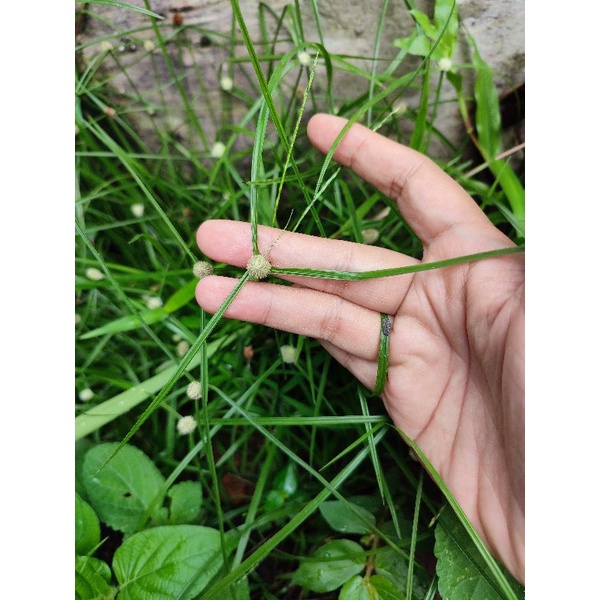 Buy pokok rumput helicopter/ rumput mata lalat untuk kucing sakit 