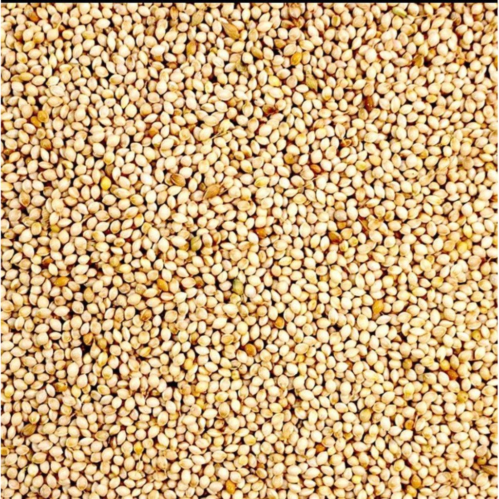 Ready Stock USA White Millet 20kg / Bird Food / Makanan Burung / Sekoi