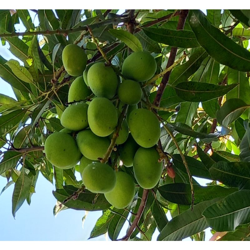 Mangga Pauh Ringan 500g Shopee Malaysia