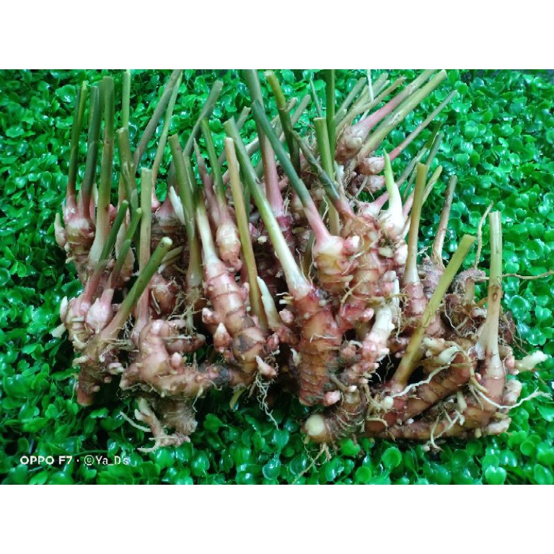 HALIA BARA SEGAR DARI LADANG | Shopee Malaysia