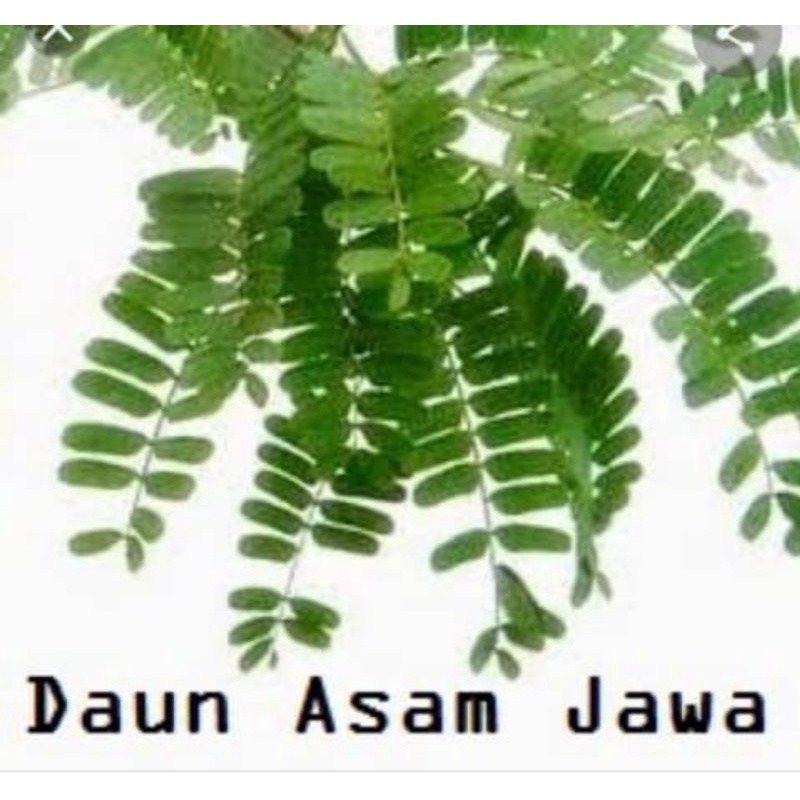 Buy Daun Asam Jawa Fresh Segar No Urgent Order Seetracker Malaysia