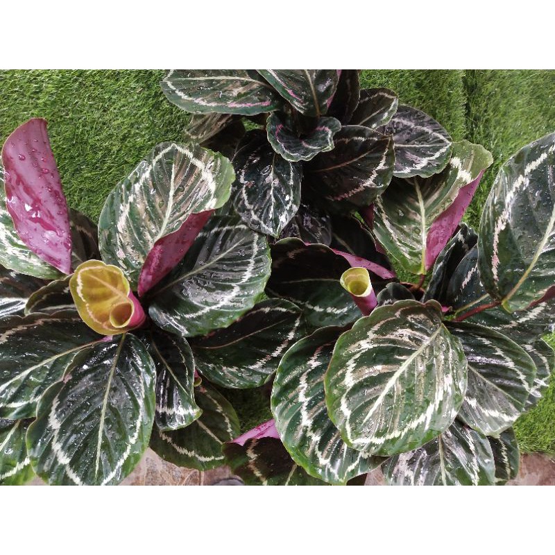 Mengungkap Misteri: Mengapa Daun Calathea Menggulung?