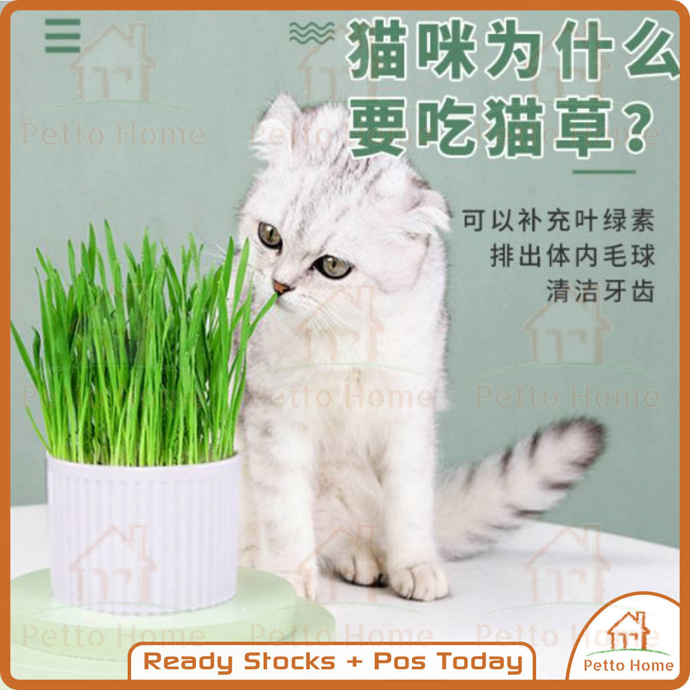 Cat Grass Self Grow with Pot Natural Pure Healthy Stomach Pet Food Plant Cats Digestion Rumput