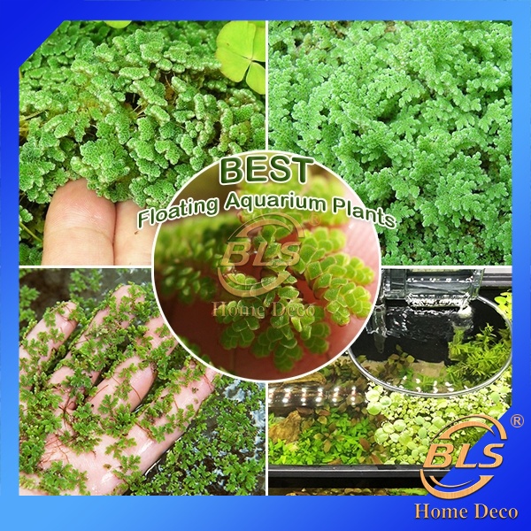 Real Live Plant Azolla Species Kiambang Floating Water Plants 满江红 Plant Shopee Malaysia