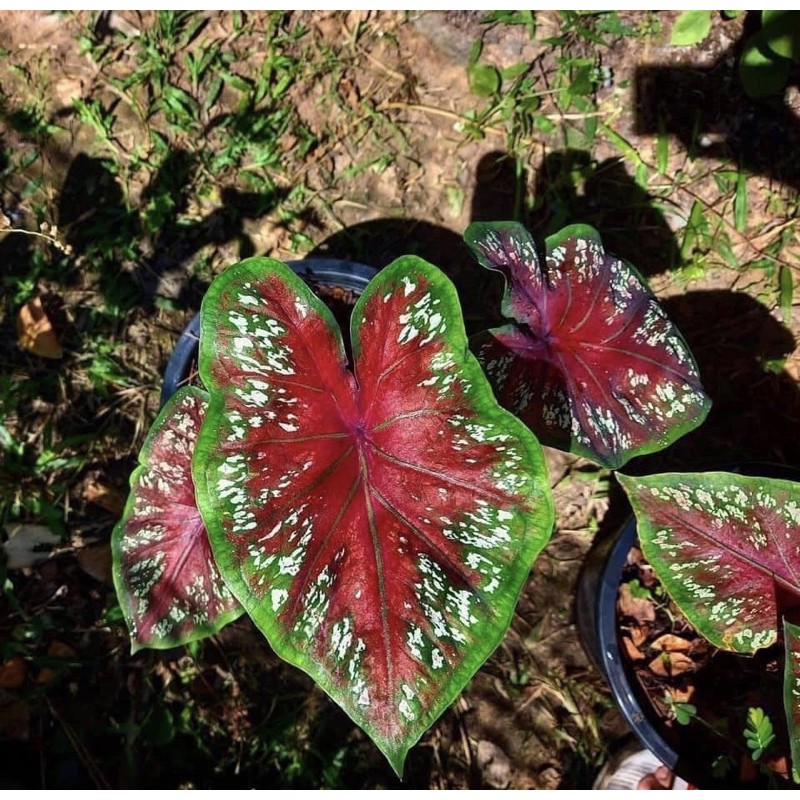 Buy Keladi Thai Caladium Thai Seetracker Malaysia