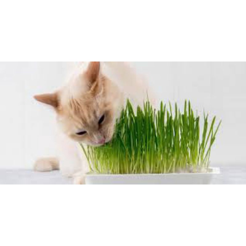 Buy Rumput kucing (Ready to eat)  SeeTracker Malaysia