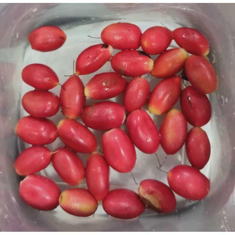 Biji Benih Buah Ajaib / Miracle Berry Seed (10 pcs)  Shopee Malaysia