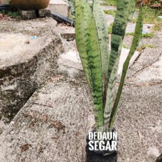 10pcs biji benih betik sekaki Semai je senang cambah dlm 