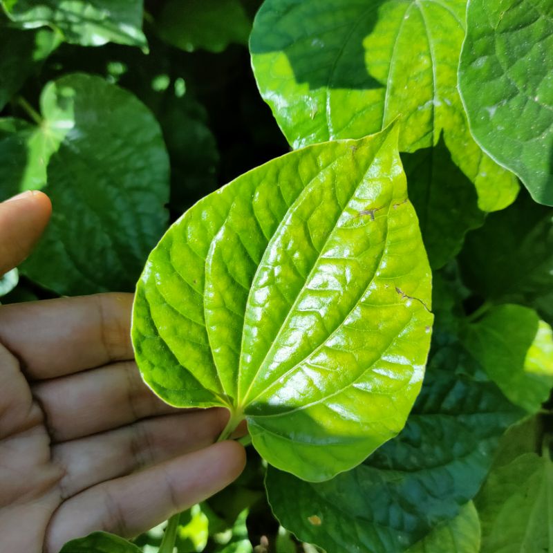 Pokok Kaduk Kadok Pucuk Anak Daun Keratan Batang Akar Segar Fresh