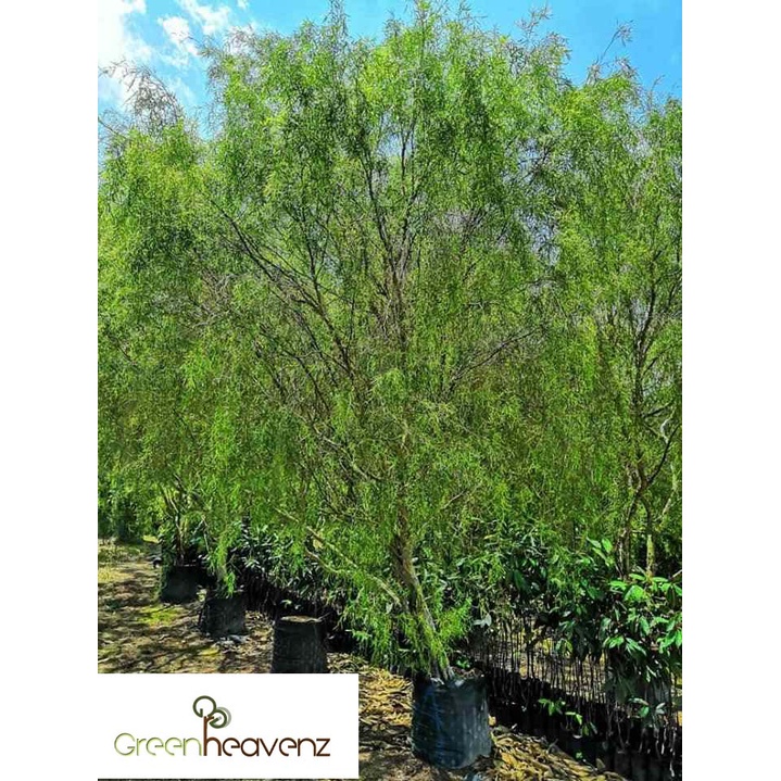 Buy Greenheavenz Willow Plant Pokok Janda Merana Pokok Liu 澳洲柳树 Seetracker Malaysia