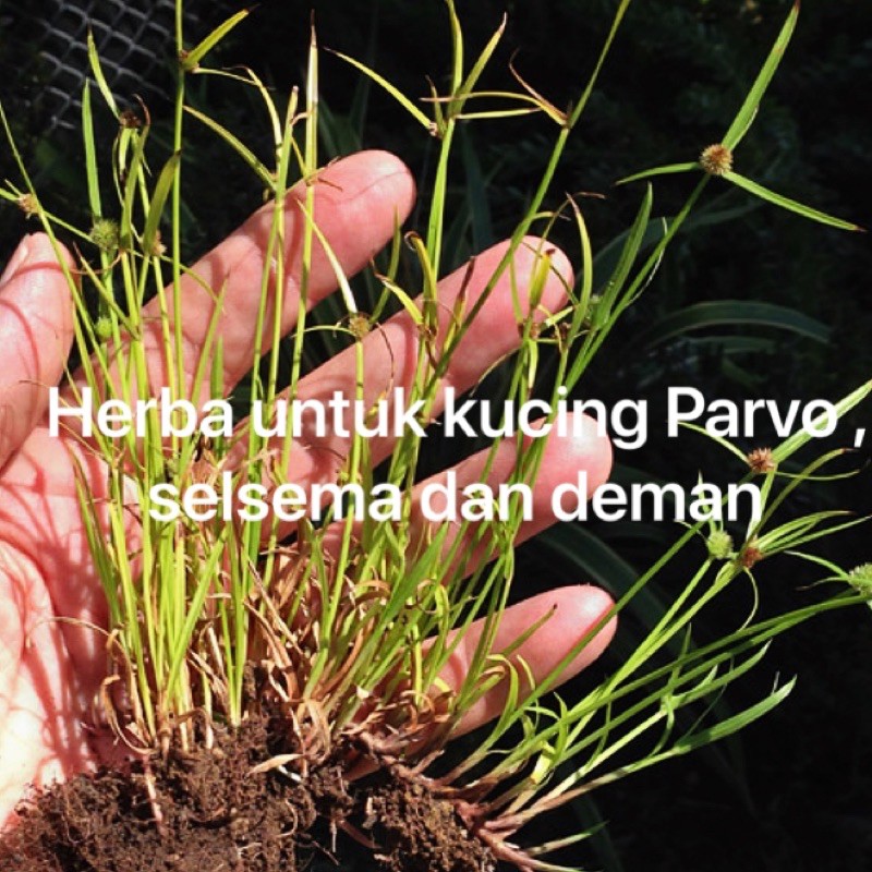 Buy Parvo / Porvo Kucing /RUMPUT PENDUL HERBA / rumput kucing 