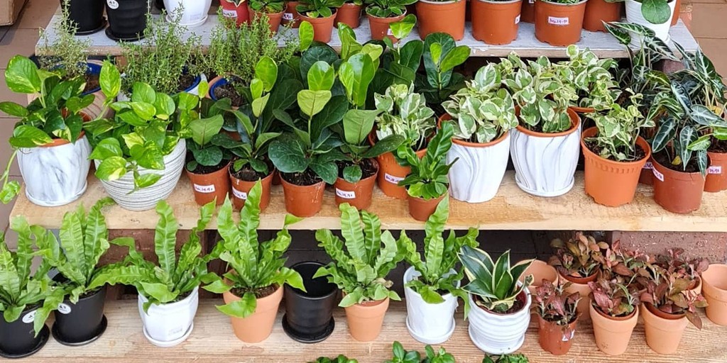 Jack Creatus, Online Shop Shopee Malaysia