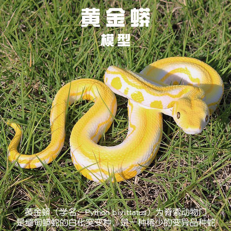 Children S Simulated Snake儿童仿真蛇儿童动物园玩具套装仿真蛇模型爬行两栖动物大蟒蛇黄金蟒眼镜蛇 Shopee Malaysia