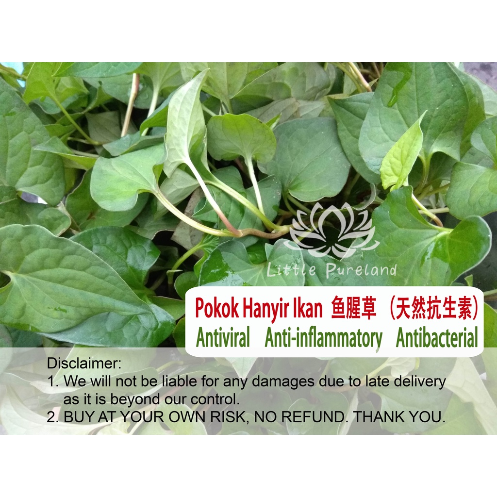 Pokok hanyir ikan Pig thigh plant Houttuynia cordata 鱼腥草 Pokok ubat ...