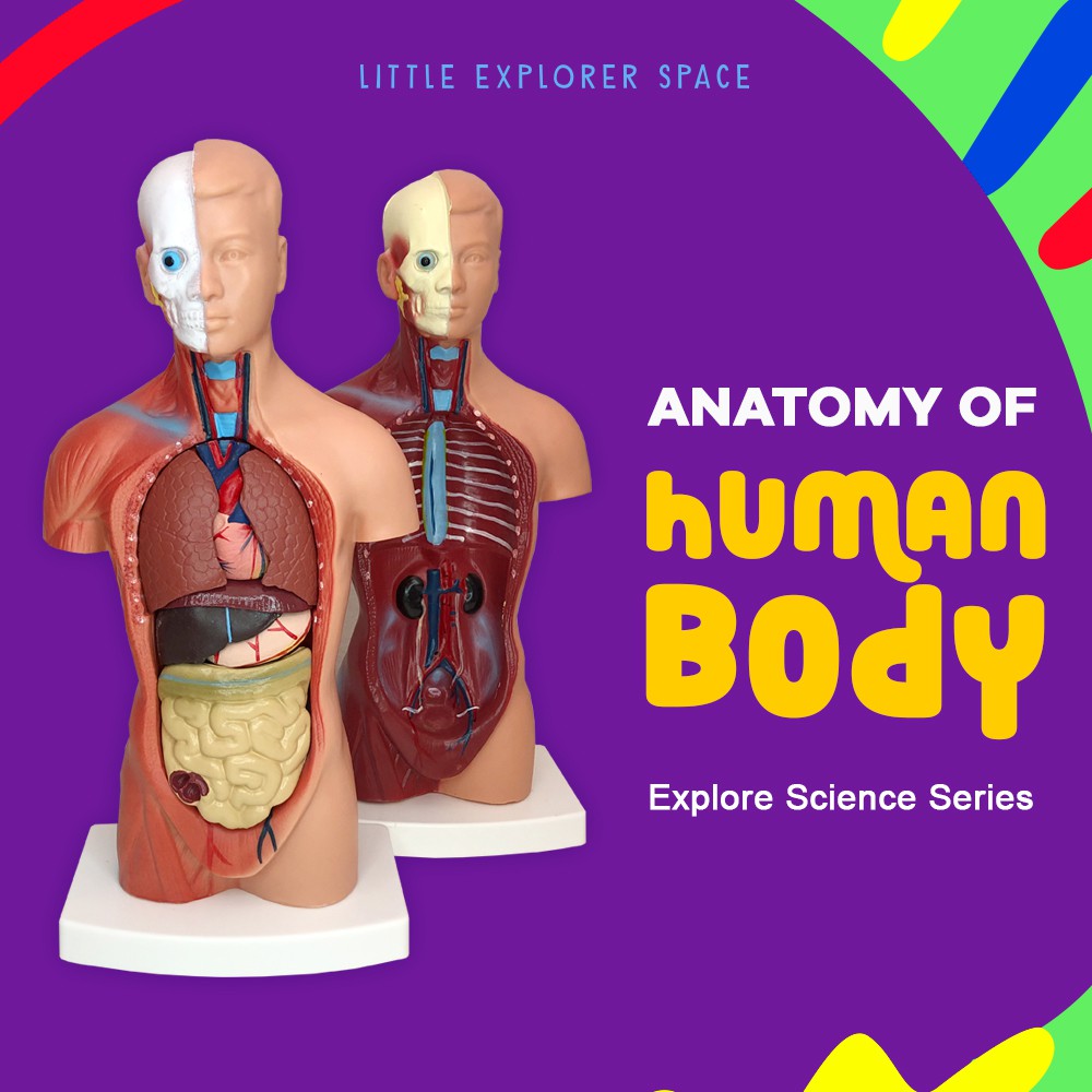 Human Body Anatomy, Explore Science For Kids READY STOCK Shopee