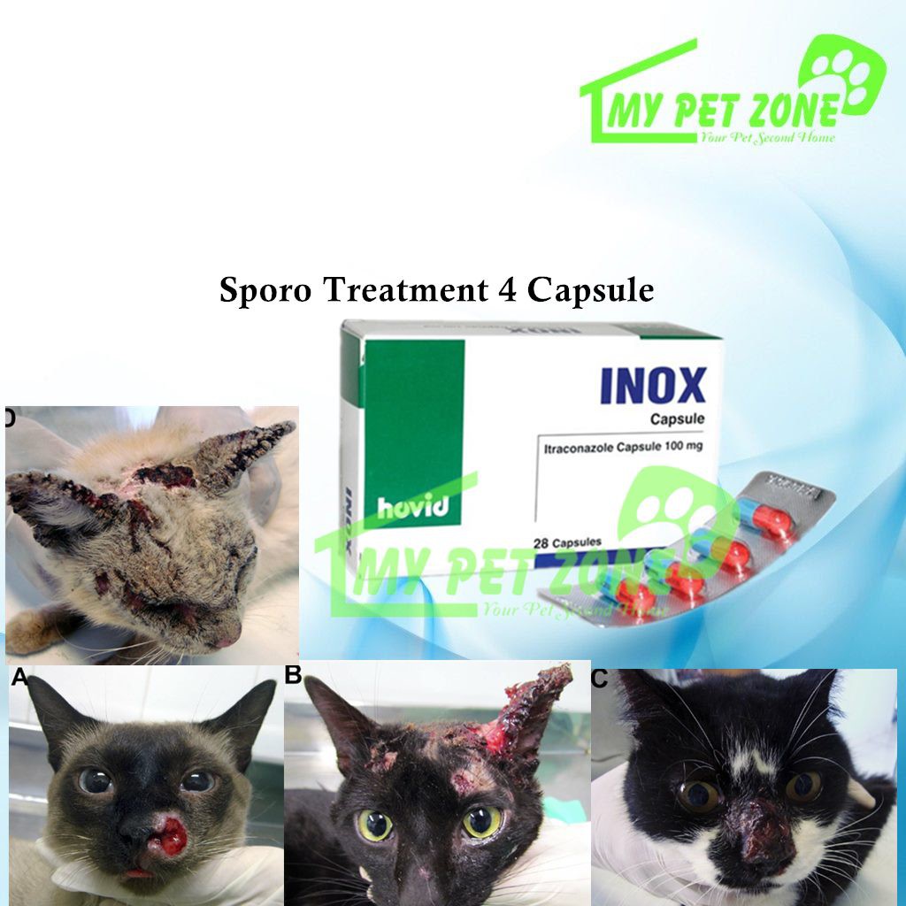 Ubat Sporo Kucing / Sporo Treatment (Capsule) 4 Biji 