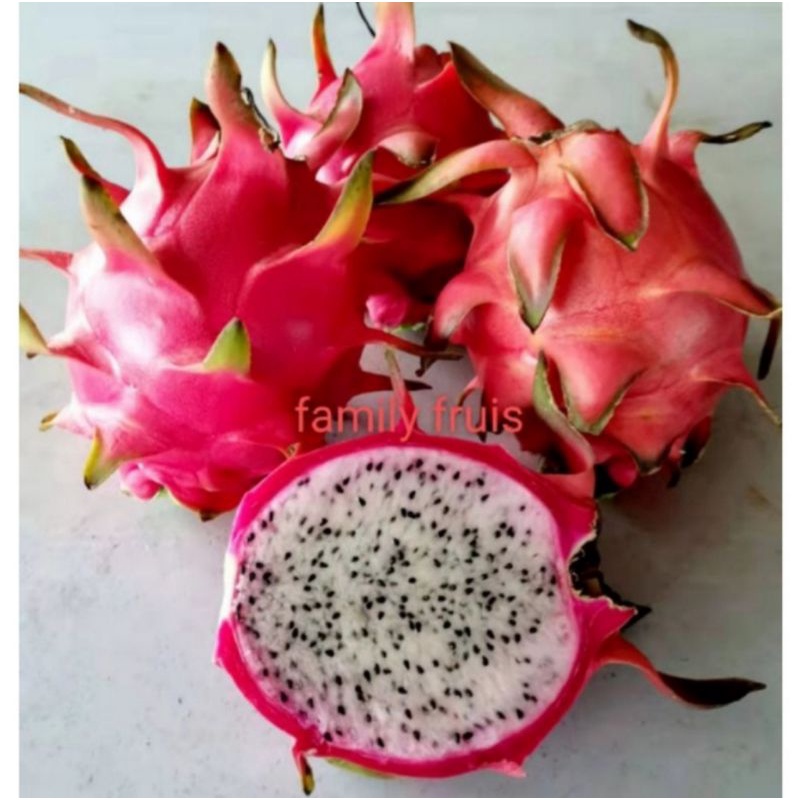 Red White Dragon Fruits Trees / Kulit Merah Isi Putih Anak Pokok Buah Naga / 蜜白龙果苗 / 蜜白龙珠果