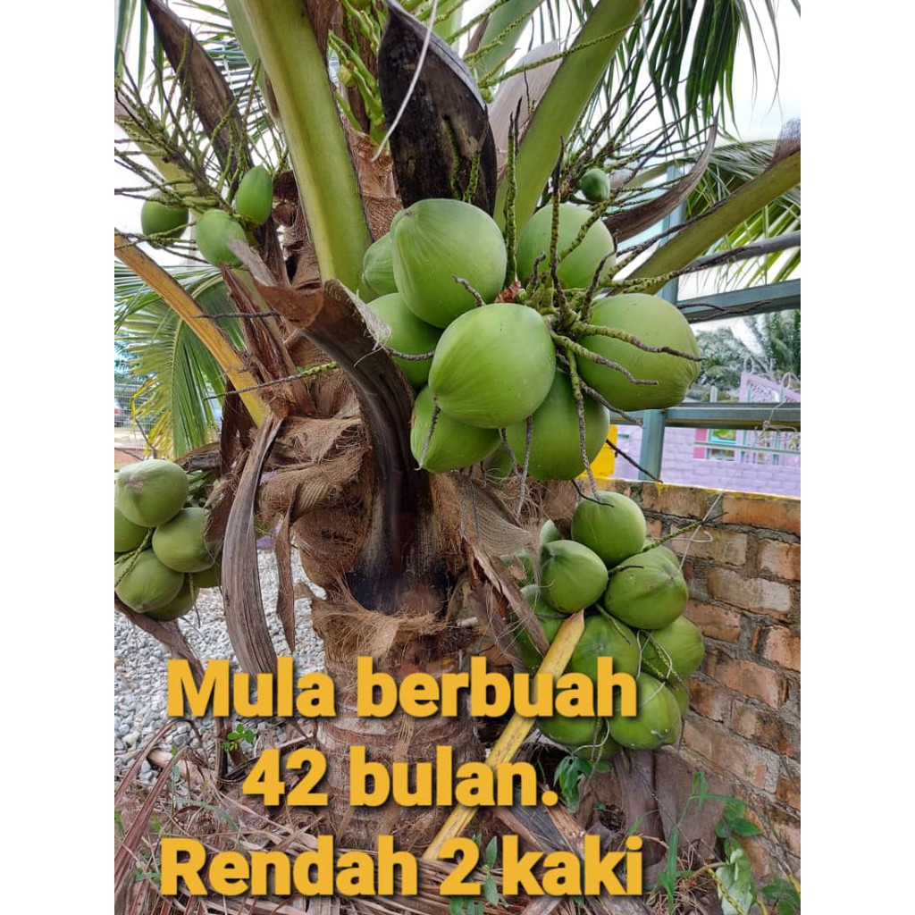 Buy New Benih Pokok Kelapa Tacunan Thailand Seetracker Malaysia