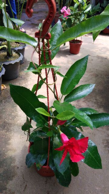 Pokok Bunga mandevillea merah selapis ( pokok menjalar  Shopee 