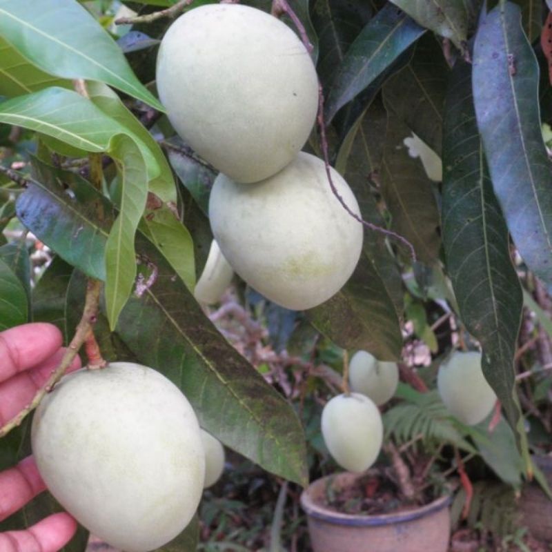 Pokok Mangga Epal Mudah Berbuah Dan Boleh Tanam Di Dlam Pasu Shopee Malaysia