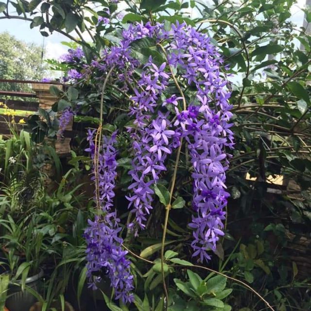 PETREA VOLUBILIS. SANDPAPER VINE (CREEPER PLANT). Pokok sandpaper