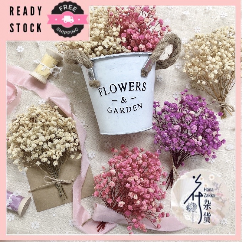 Preserved Baby Breath Gift Card 小星菊满天星干花 Shopee Malaysia