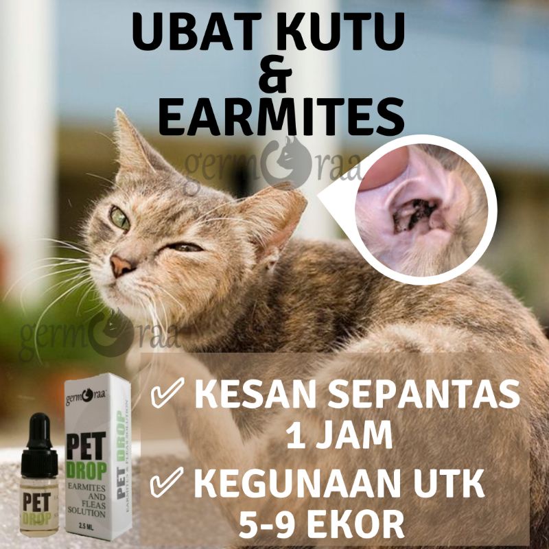 Kutu kucing boleh berjangkit pada manusia