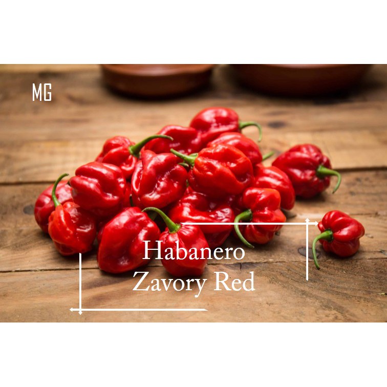 Zavory Red Habanero Chili Seeds 30 Seed Pot Friendly Mango