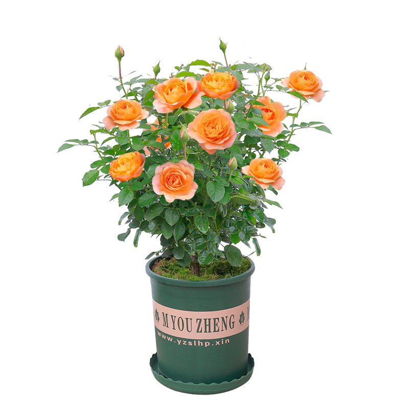 PlantsChina Rose Seedling Large Flower Green Plant Indoor Potted Rose