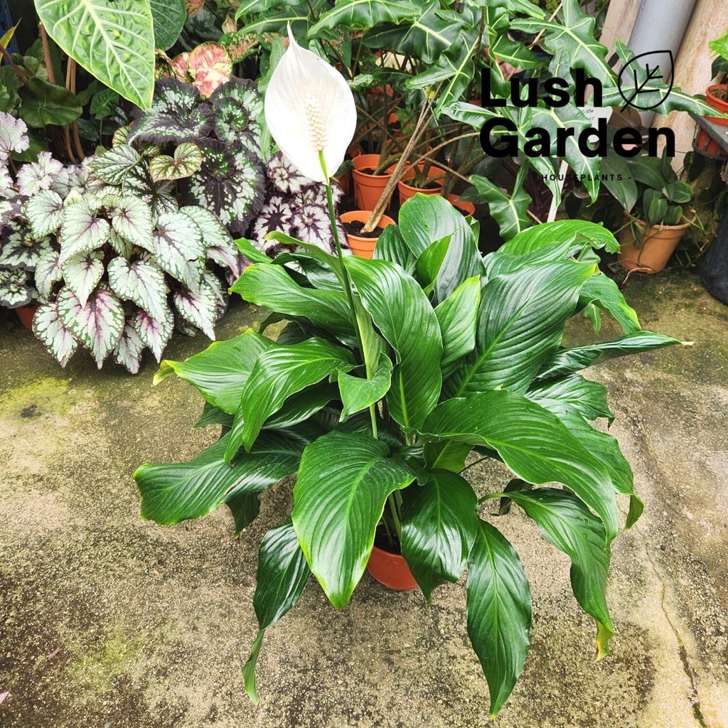 peace lily - Prices and Promotions - Feb 2023 | Shopee Malaysia