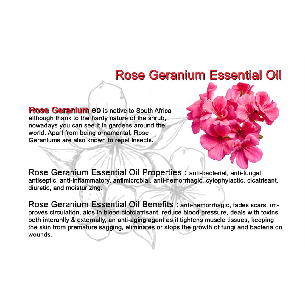 The Miracle 18 Essential Oils Rose Geranium Essential Oil Natural Remedies Shopee Malaysia