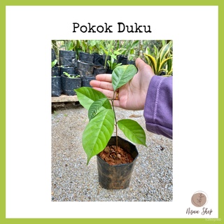 Pokok Duku Manis / Duku Terengganu  Shopee Malaysia