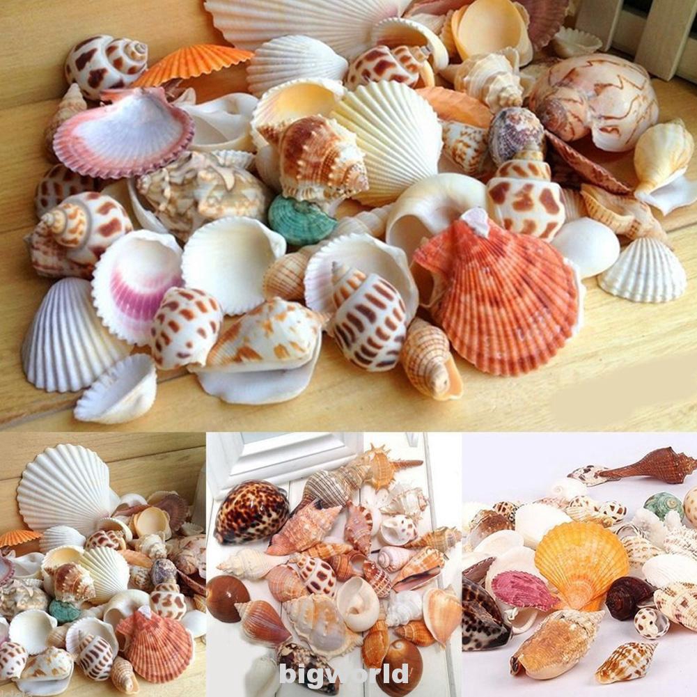 Craft Tiger Cowrie Shells Sea Shells Display etc. Aquarium Decoration 