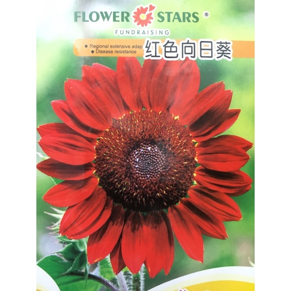 迷你向日葵超级微笑矮生向日葵红色向日葵种子太阳花种子红色太阳花种子盆栽观赏向日葵种子太阳花种子向日葵种子sunflower Seeds Shopee Malaysia