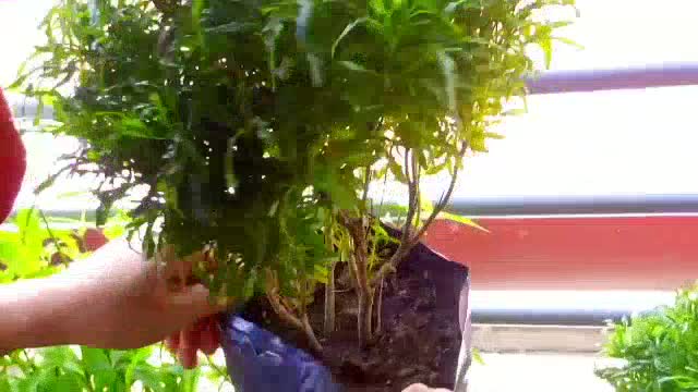 Buy Anak Pokok Tong Emas Euodia Cultivar Rutaceae Aralia Golden Ball Real Live Plants Polyscias With Polybag 一桶金 Seetracker Malaysia
