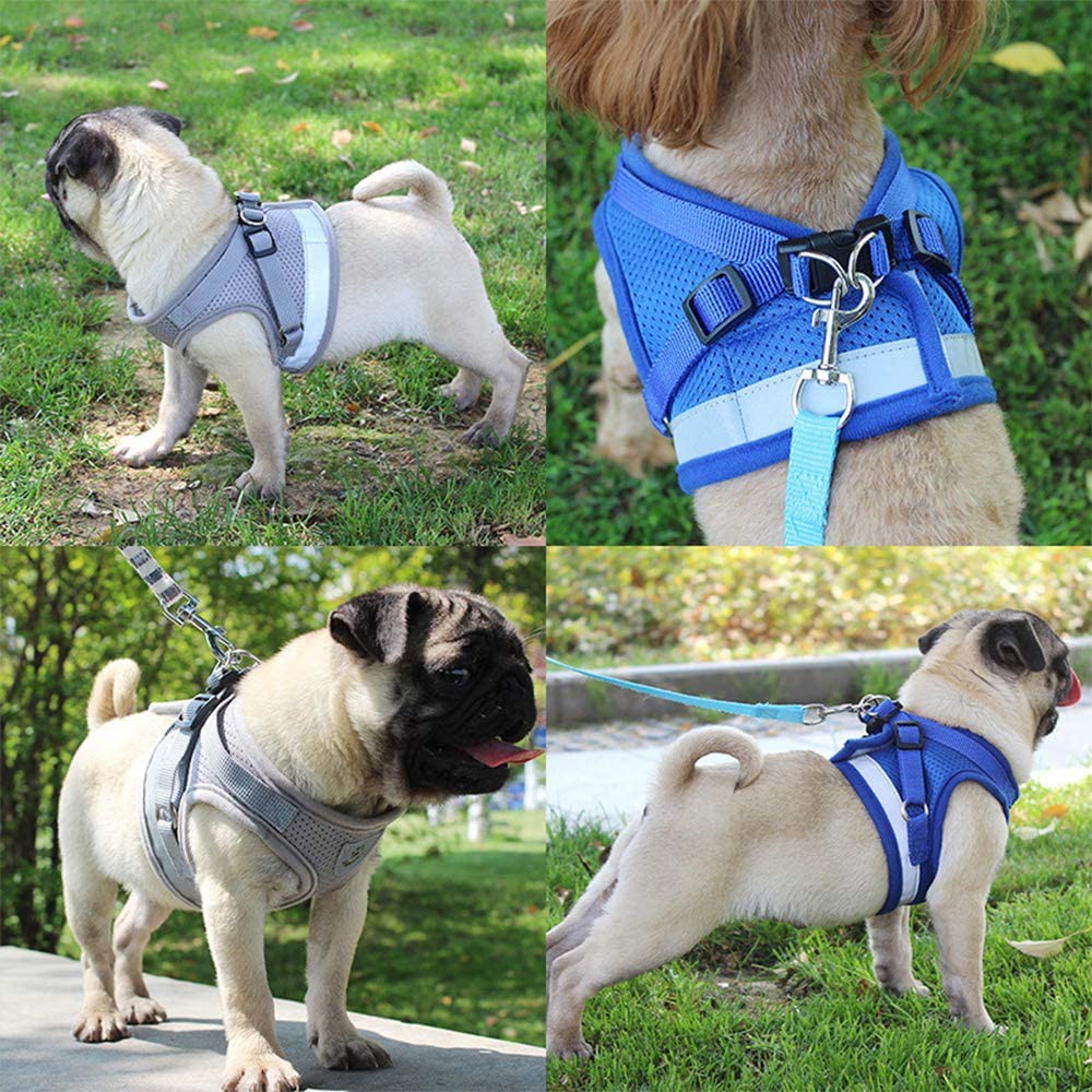 pug dog belt